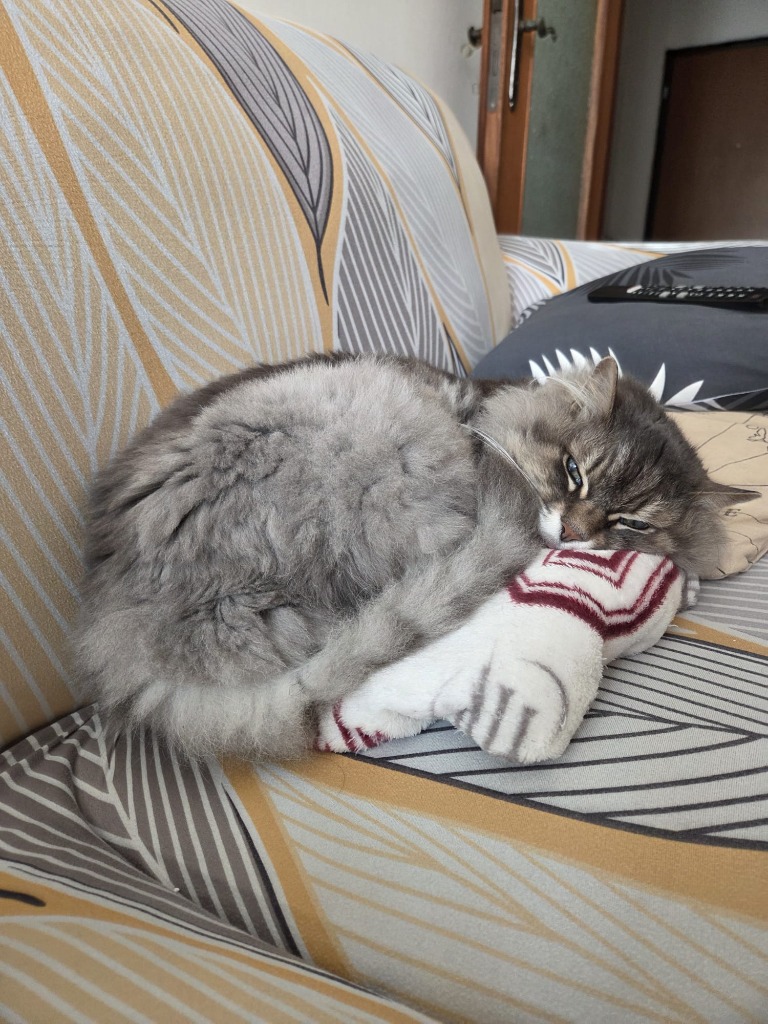 Il gatto Anti raggomitolato sul divano in totale relax
