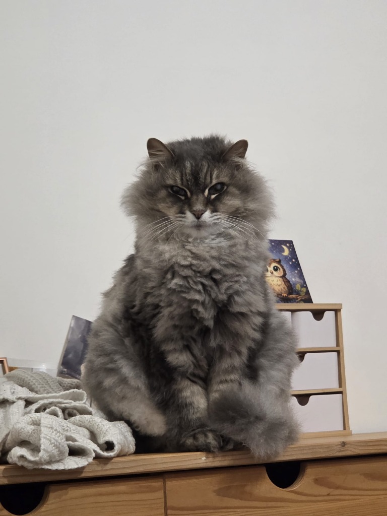 Il maestoso e soffice gatto Anti seduto sul mobile