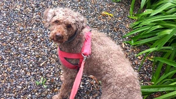 Lagotto Romagnolo con pettorina durante una passeggiata