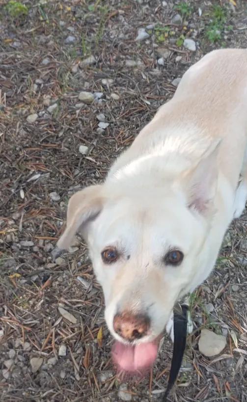 Una mano accarezza con dolcezza un cane meticcio sorridente