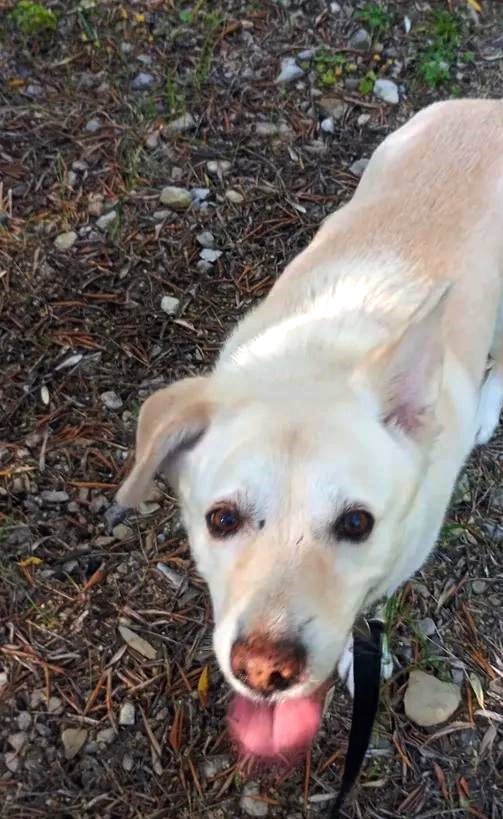 Una mano accarezza con dolcezza un cane meticcio sorridente