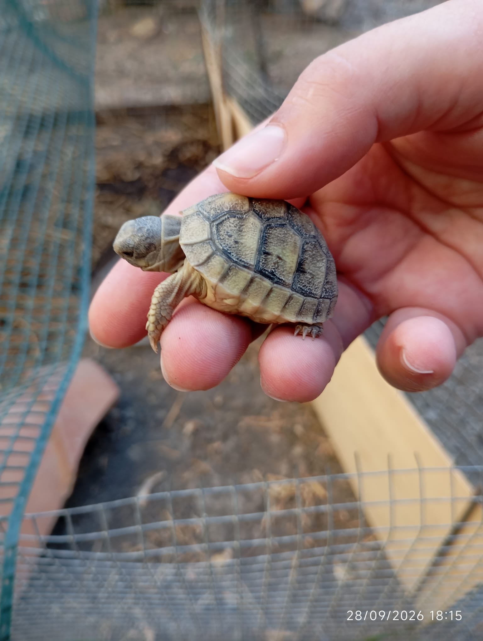 Piccolissima tartaruga di terra tenuta con cura su una mano